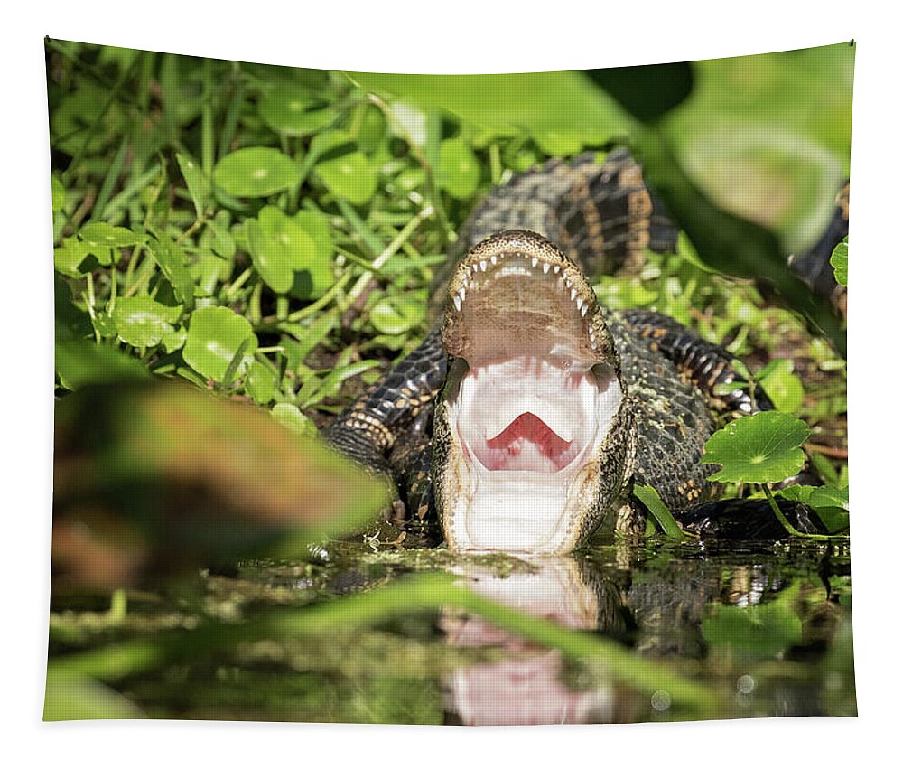 Alligator Tapestry featuring the photograph Open Wide by Eilish Palmer