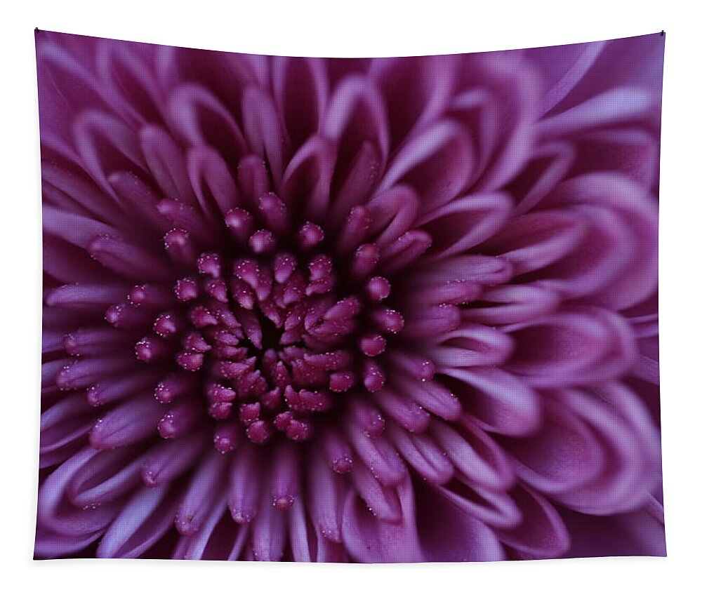 Flower Tapestry featuring the photograph Purple Mum by Glenn Gordon