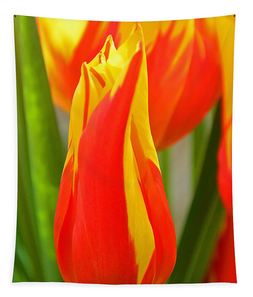 Bulbs Tapestry featuring the photograph Orange and Yellow Tulips by Mike Martin