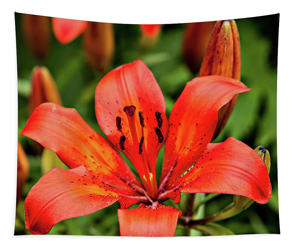  Tapestry featuring the photograph Orange Day Lilly Single by Mary Jo Allen