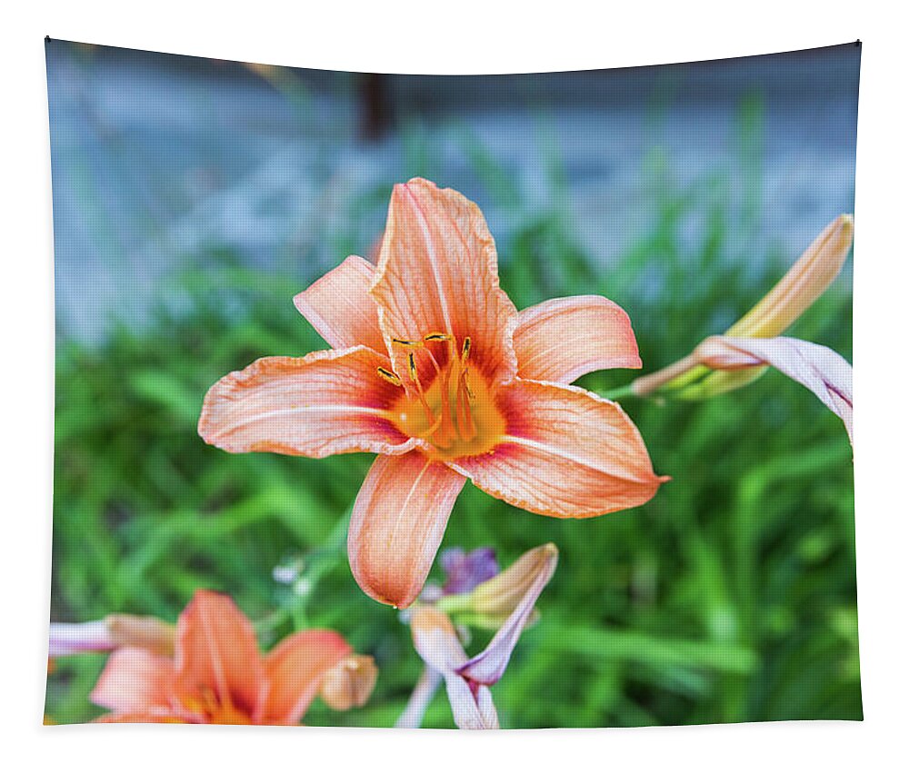 Flower Tapestry featuring the photograph Orange Daylily by D K Wall