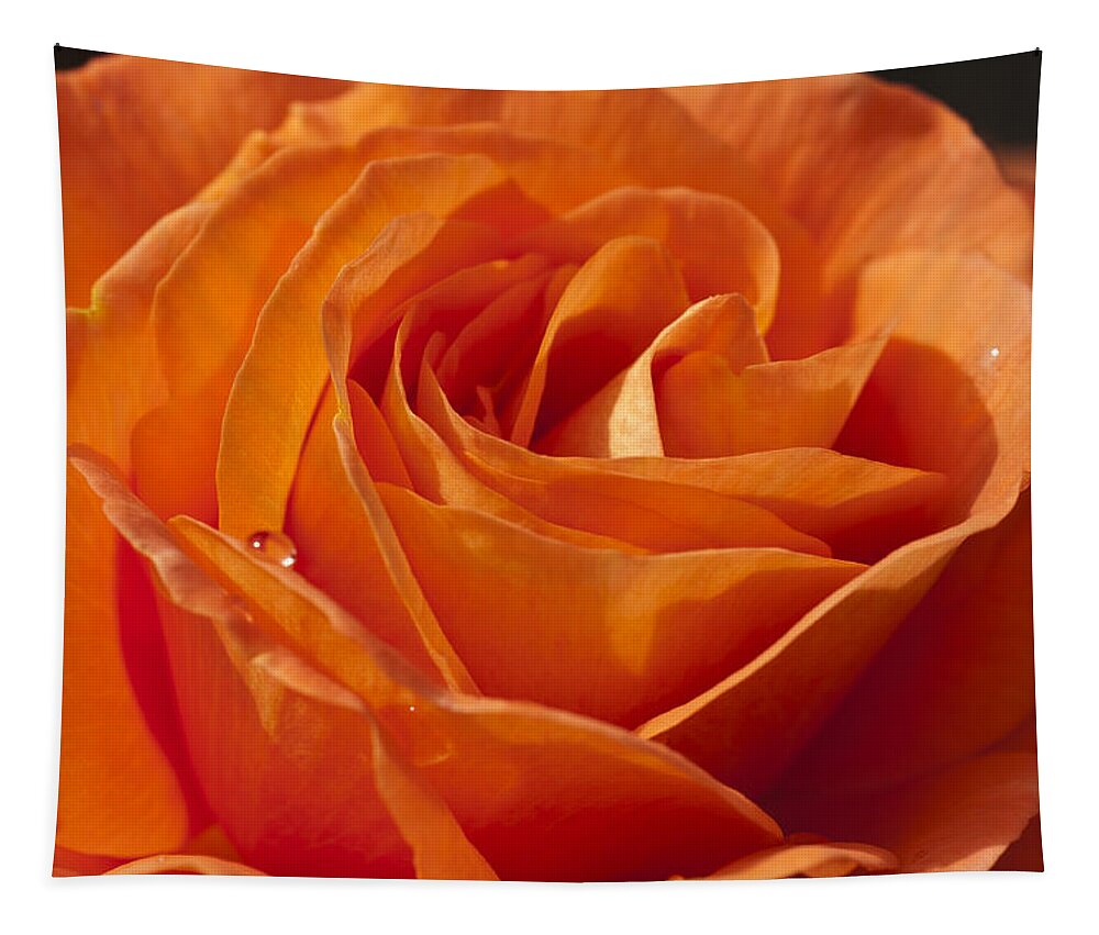 Orange Rose Tapestry featuring the photograph Orange Rose 2 by Steve Purnell