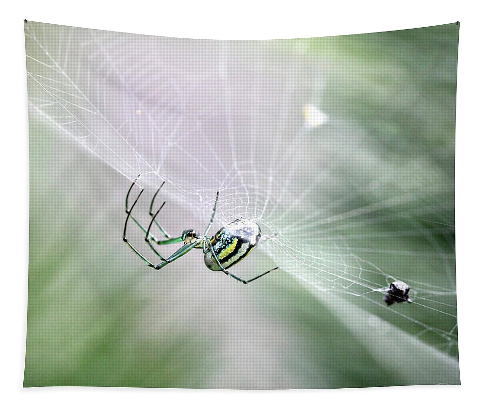 Spiders Tapestry featuring the photograph Orchard Orbweaver Spider by Trina Ansel