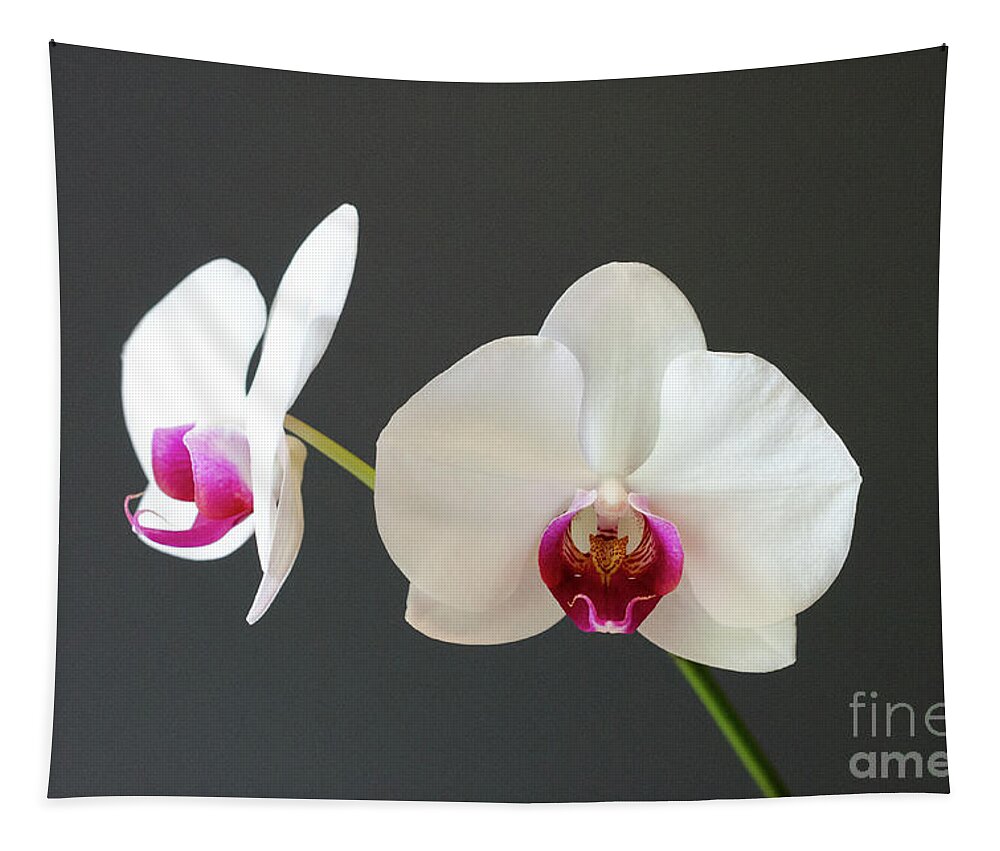 Orchid Tapestry featuring the photograph Orchid Blooms by Laurel Best
