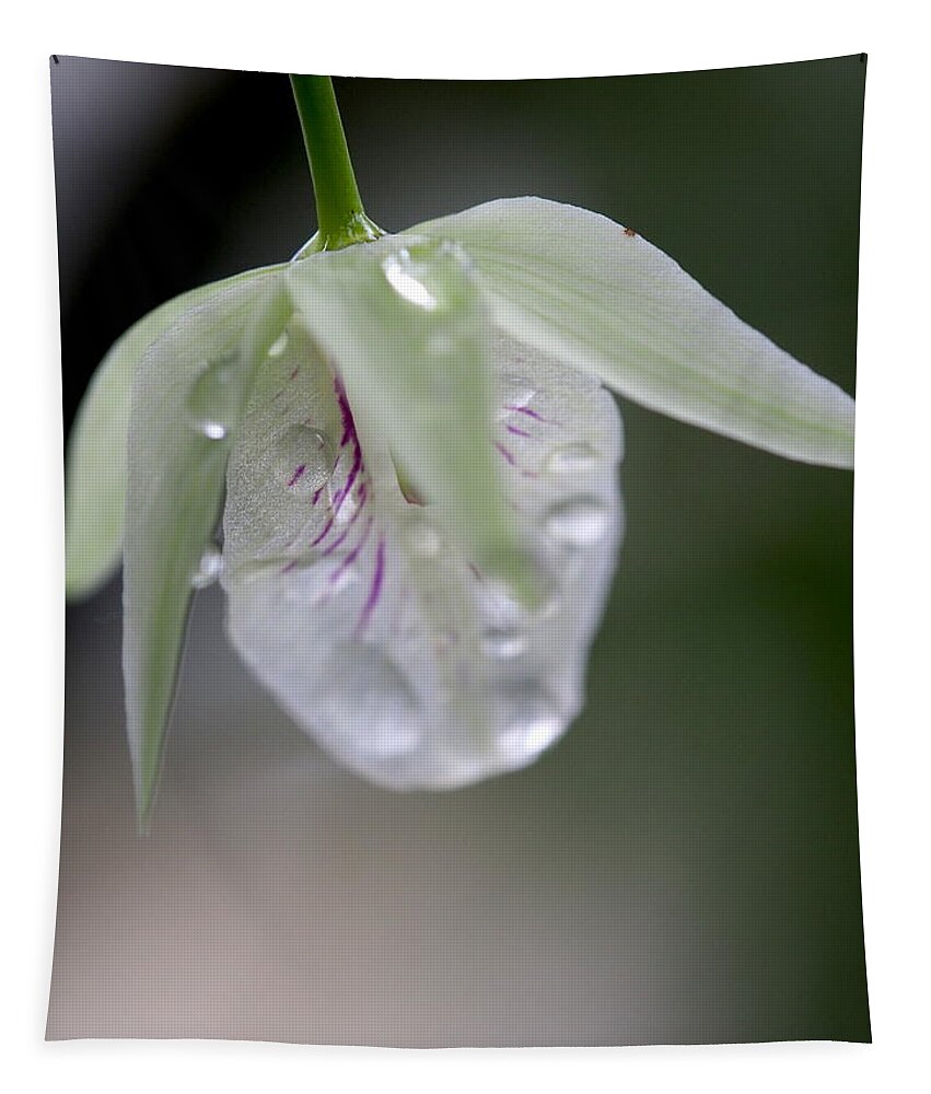 Flower Tapestry featuring the photograph Orchid by Jessica Myscofski