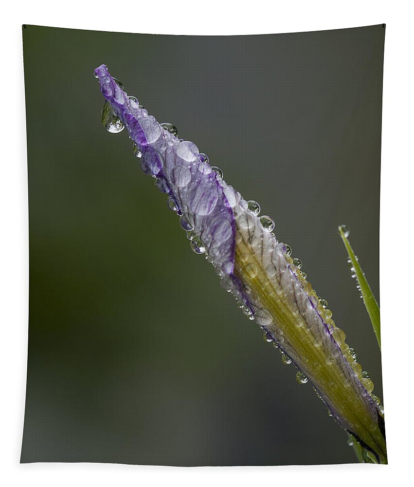 Bud Tapestry featuring the photograph Oregon Iris in the Rain by Robert Potts