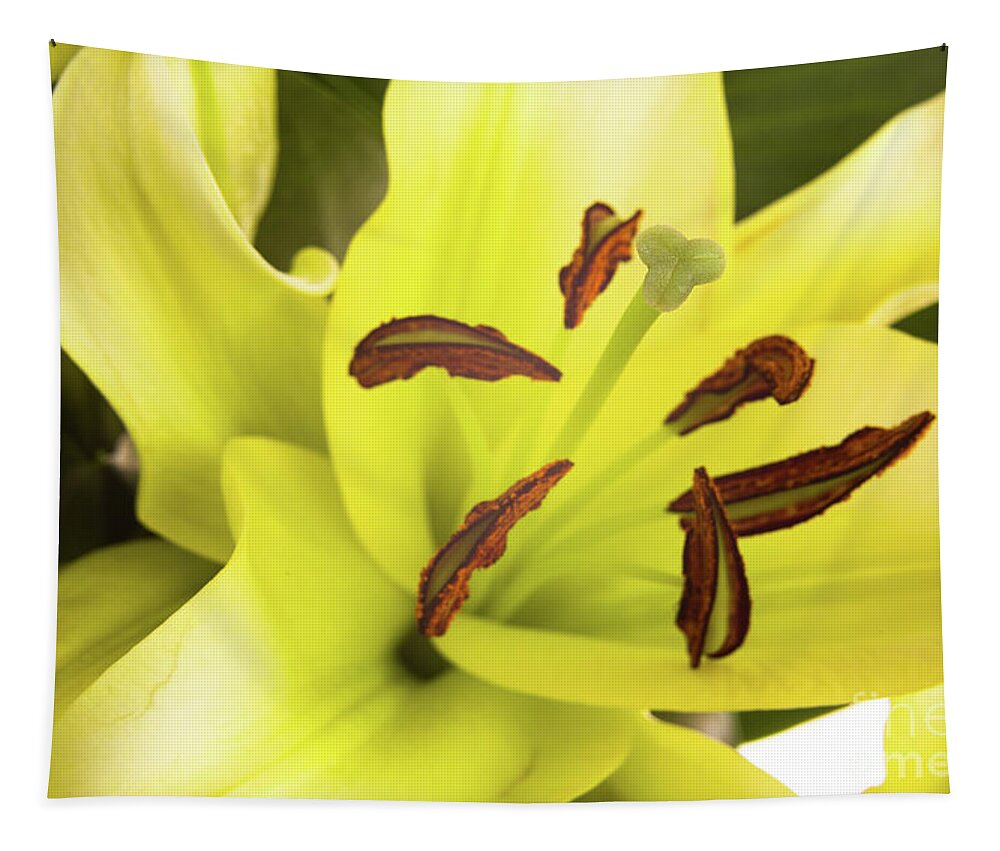 Alive Tapestry featuring the photograph Oriental Lily Flower by Raul Rodriguez