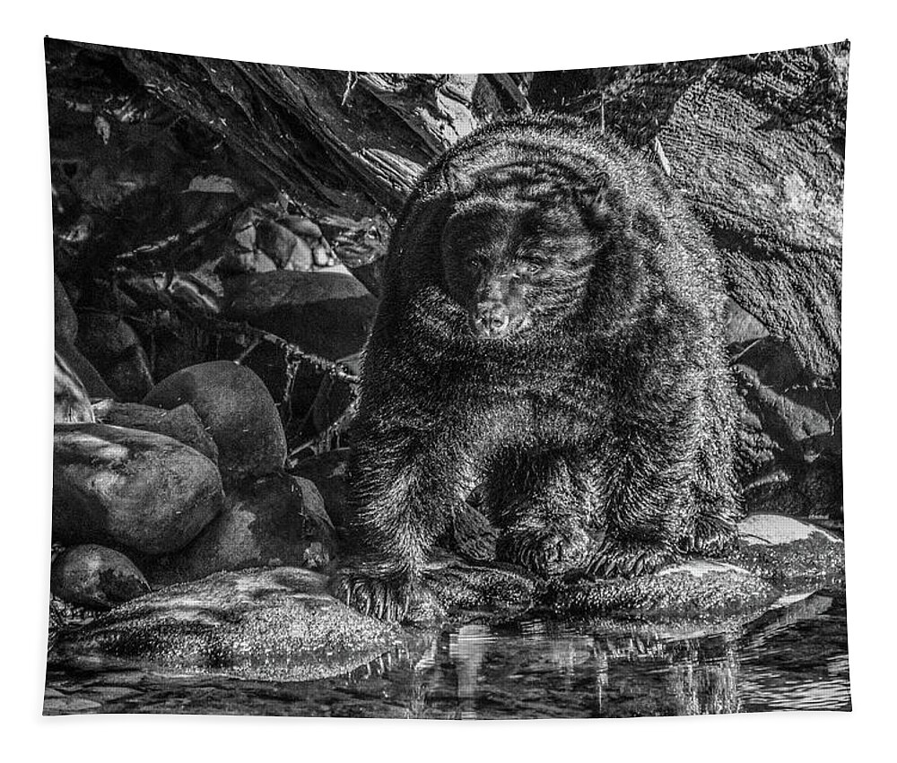 Black Bear Tapestry featuring the photograph Oservant Black Bear by Roxy Hurtubise