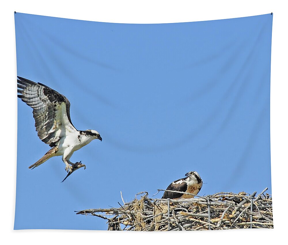 Osprey Tapestry featuring the photograph Osprey Brings Fish To Nest by Gary Beeler