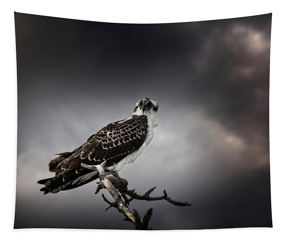 Osprey Tapestry featuring the photograph Osprey by Greg and Chrystal Mimbs