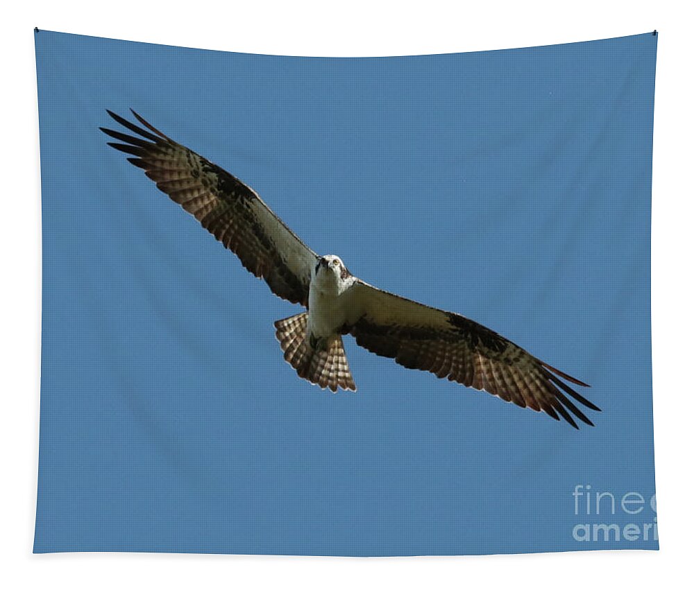 Osprey Tapestry featuring the photograph Osprey Eye Contact by Carol Groenen