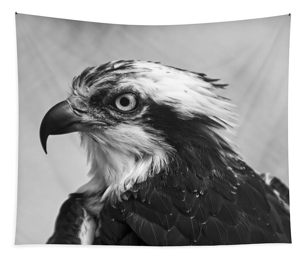 Osprey Tapestry featuring the photograph Osprey monochrome portrait by Flees Photos
