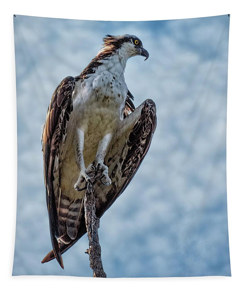 Osprey Tapestry featuring the photograph Osprey on Top of the World #2 by Mitch Spence