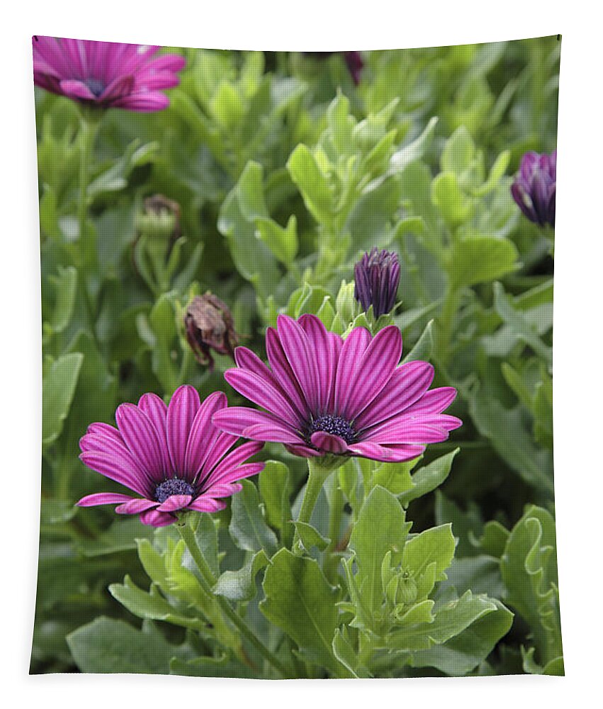  New England Tapestry featuring the photograph Osteospermum flowers by Erin Paul Donovan