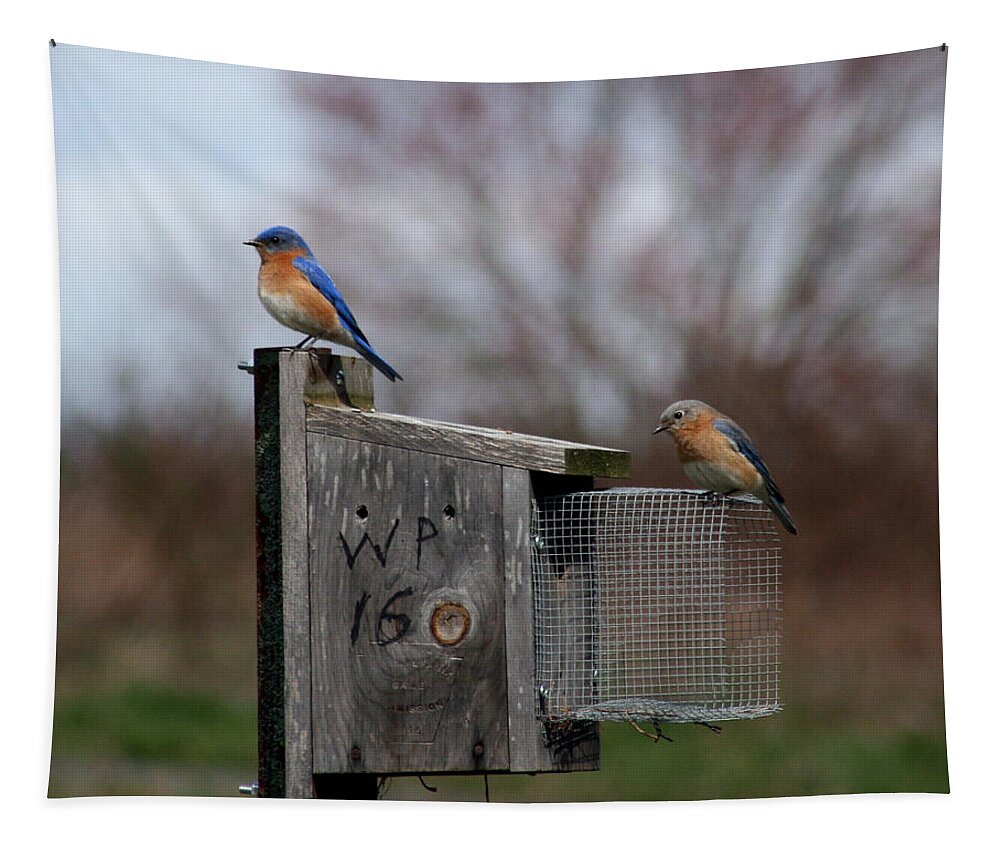 Bluebird Tapestry featuring the photograph Our New home by George Jones