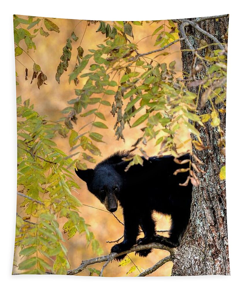 Black Bear Tapestry featuring the photograph Out On A Limb by Carol Montoya