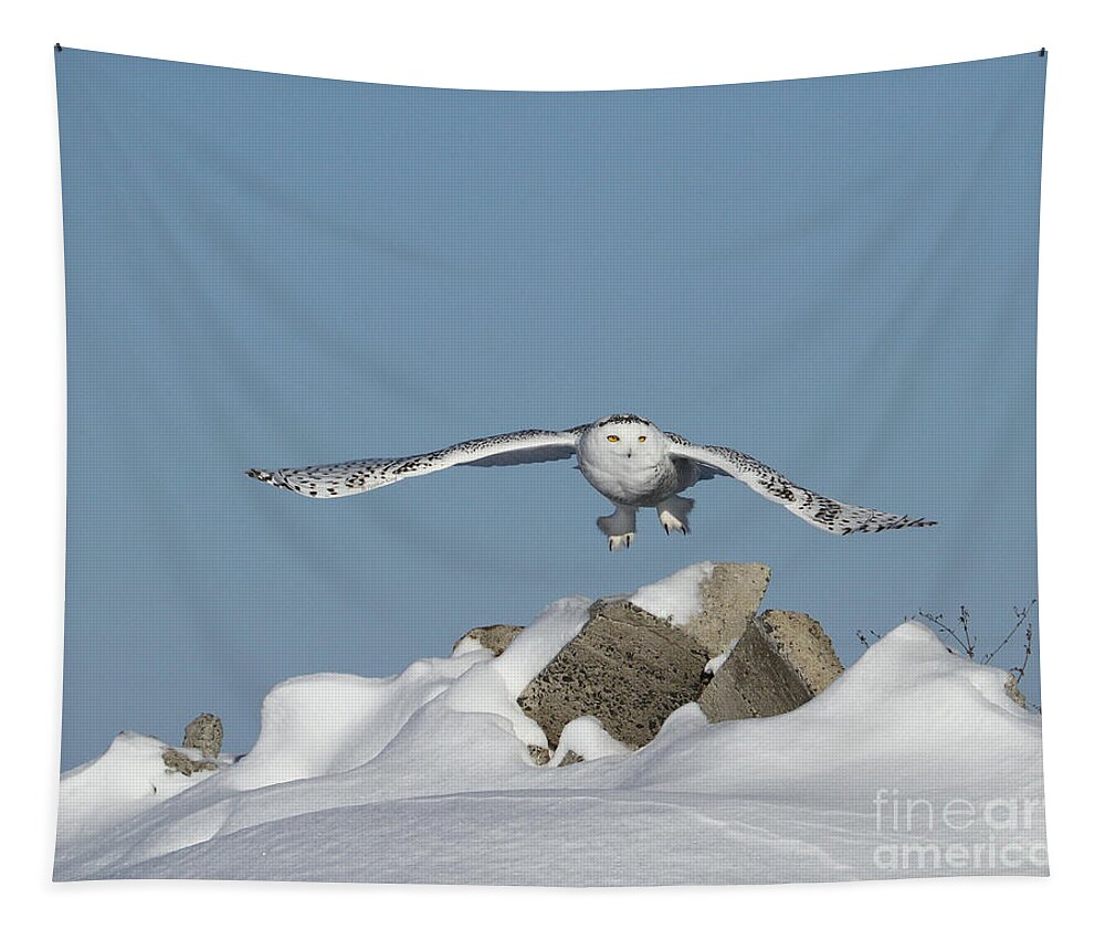 Owl Tapestry featuring the photograph Over the hills by Heather King