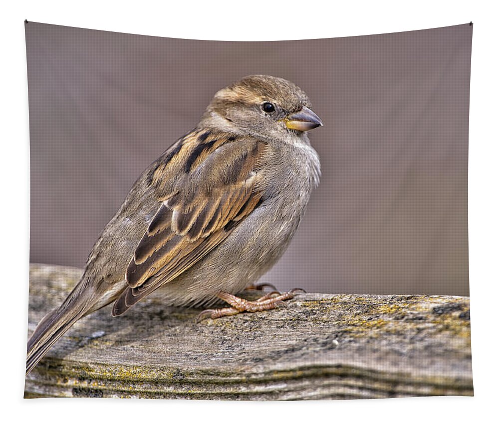 Sparrow Tapestry featuring the photograph Overlooked Beauty by Paul W Sharpe Aka Wizard of Wonders