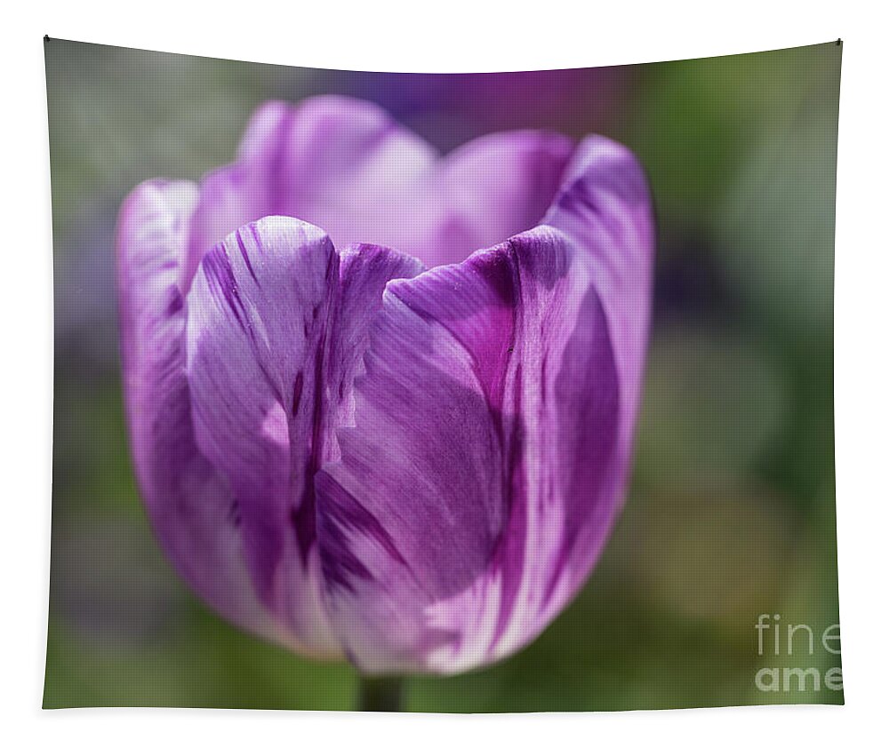 Tulip Tapestry featuring the photograph Painted by Nature by Eva Lechner