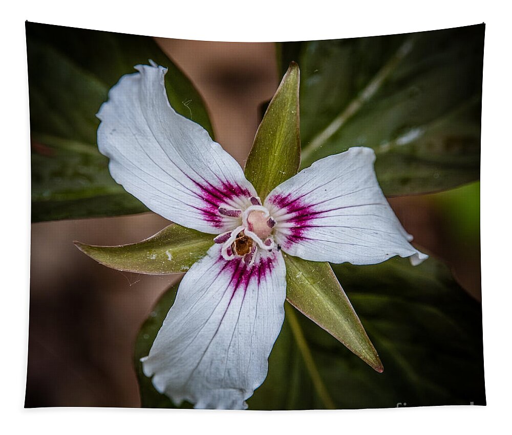 Painted Trillium Tapestry featuring the photograph Painted Trillium by Grace Grogan