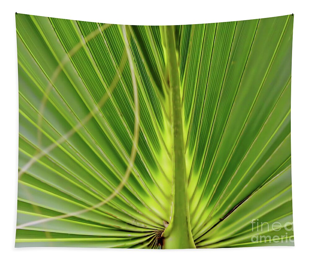 Sun Tapestry featuring the photograph Palm Leaf by D Hackett