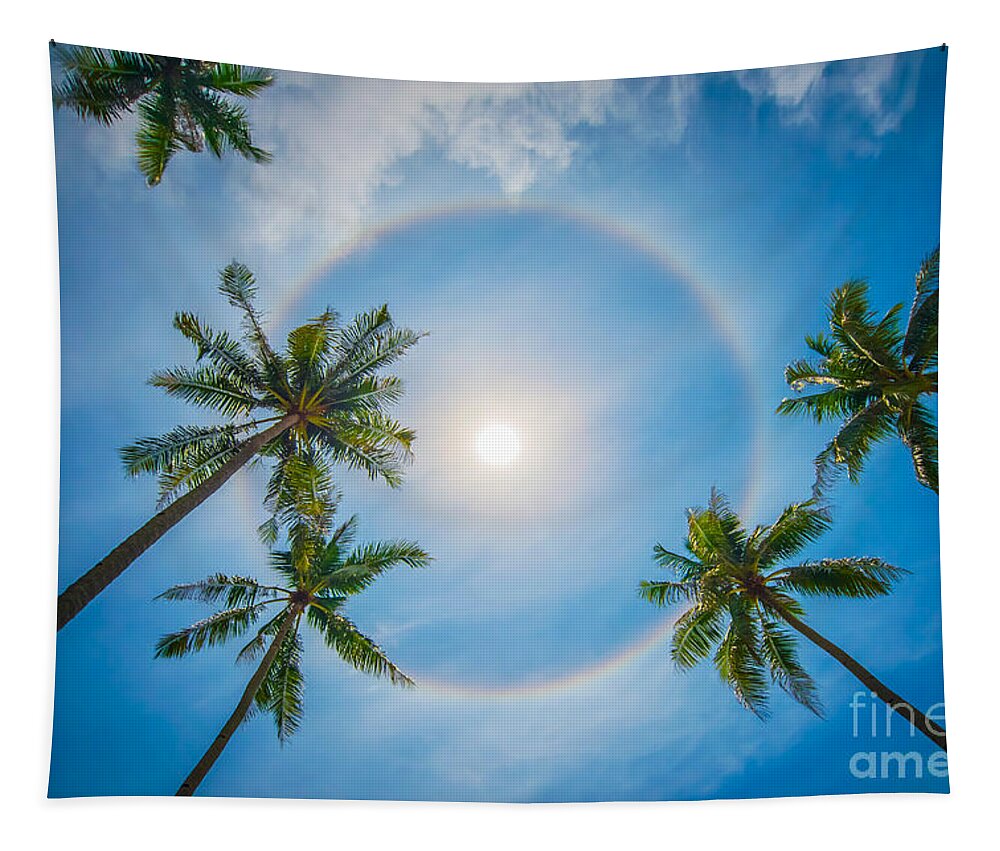 Palm Trees Tapestry featuring the photograph Palm trees and sun halo by Delphimages Photo Creations