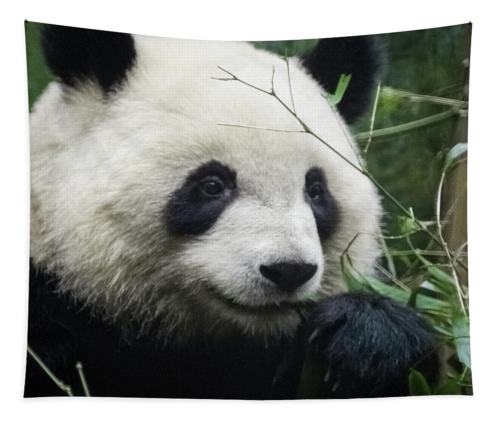 Panda Tapestry featuring the photograph Panda eating Bamboo by William Dickman
