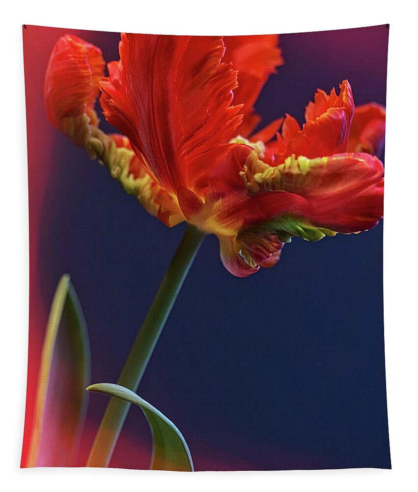 Tulip Tapestry featuring the photograph Parrot Tulip - Feathered Petals by Heiko Koehrer-Wagner
