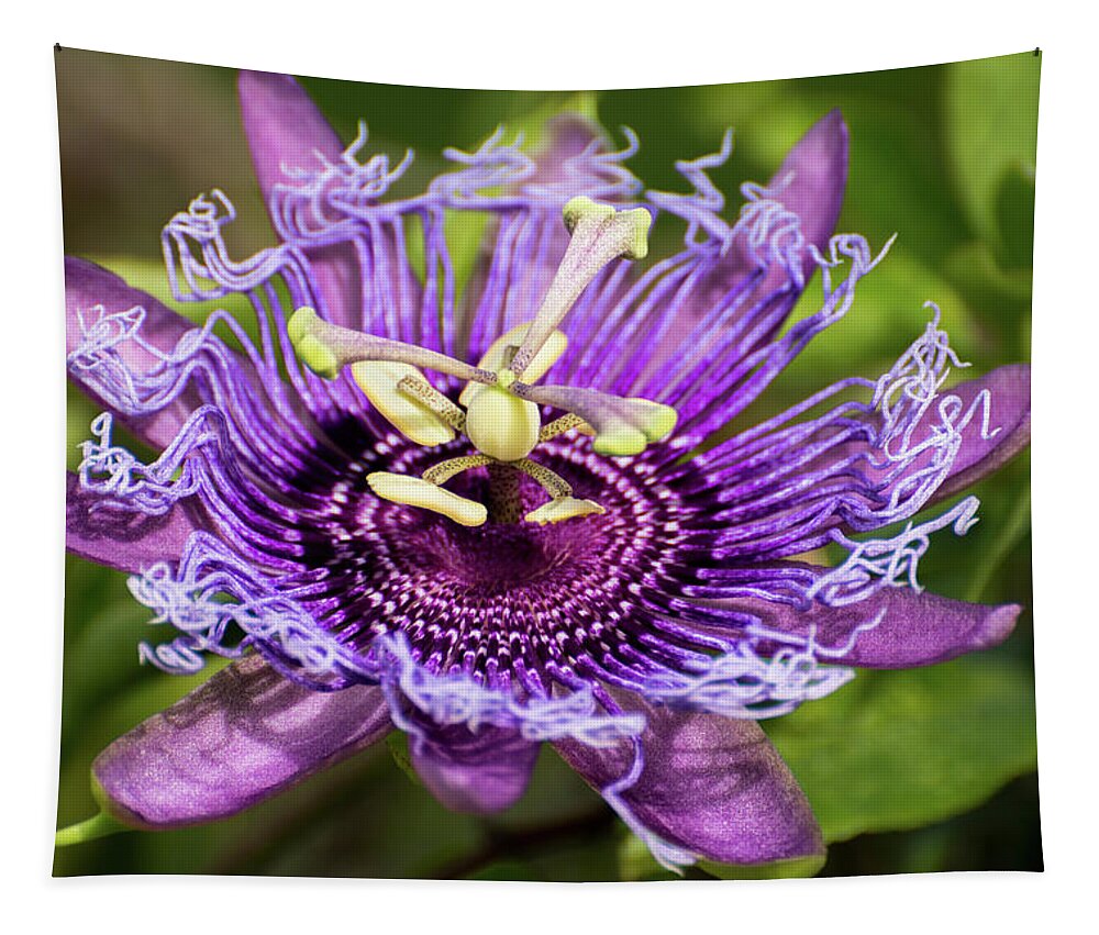 Passion Flower Tapestry featuring the photograph Passiflora by Zina Stromberg