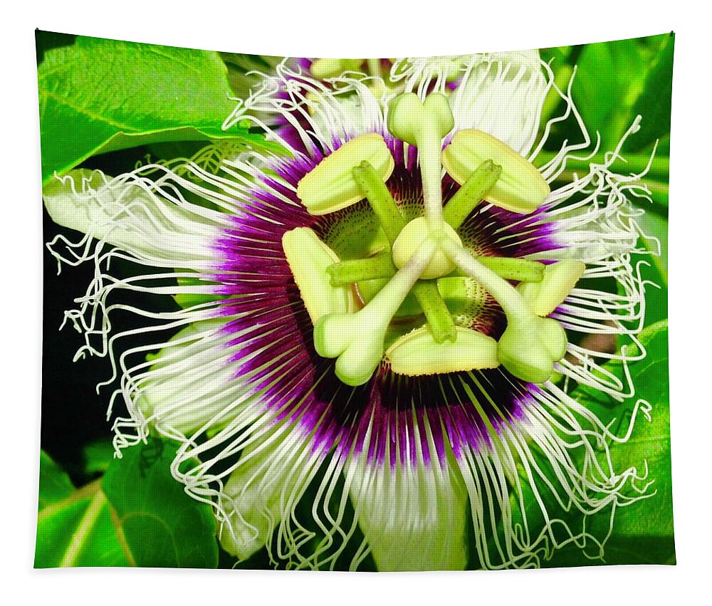 Flowers Of Aloha Passion Flower 1 Hawaii Tapestry featuring the photograph Passion Flower 1 by Joalene Young