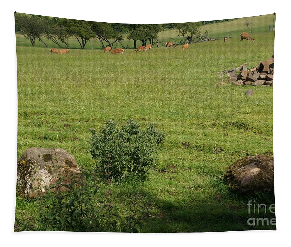 Beecraigs Tapestry featuring the photograph Pasture. by Elena Perelman
