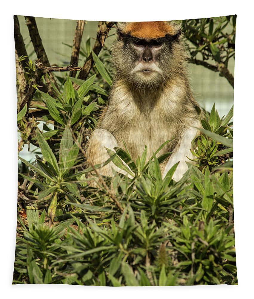 Patas Monkey Tapestry featuring the photograph Patas Monkey by Suzanne Luft