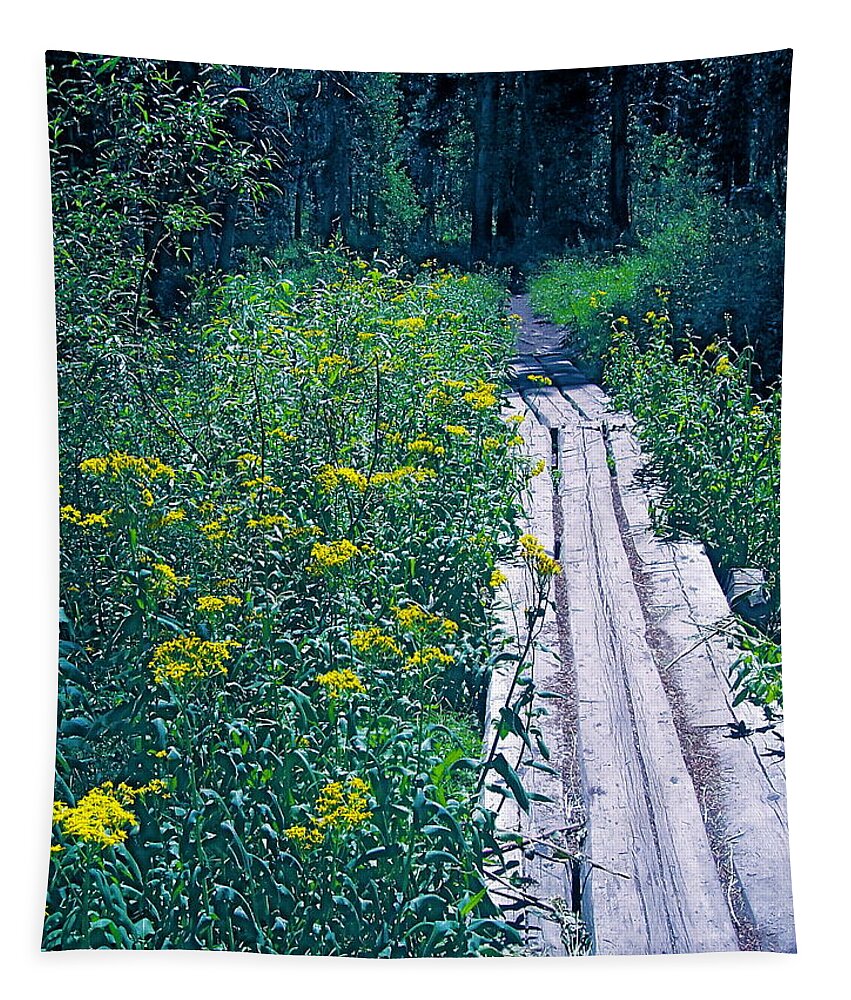 Nature Tapestry featuring the photograph Path 4 by Pamela Cooper
