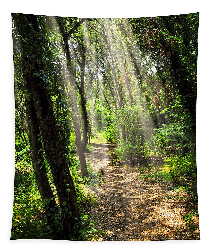 Forest Tapestry featuring the photograph Path in sunlit forest by Elena Elisseeva
