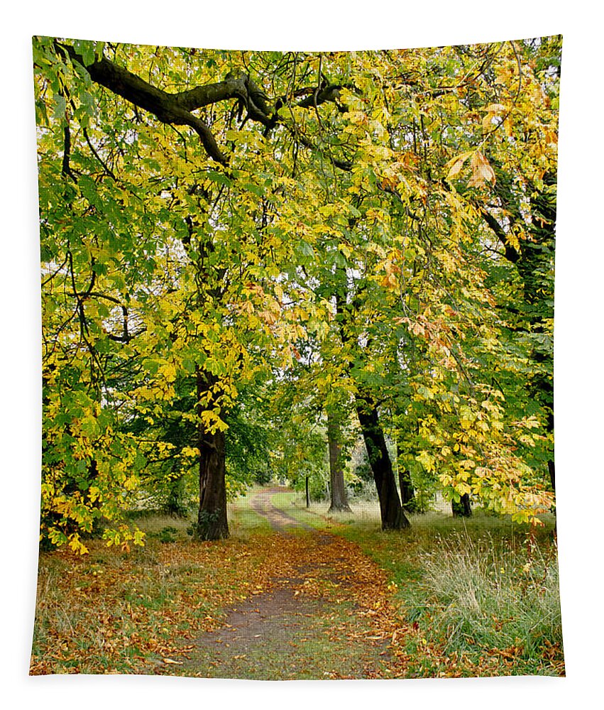 Canopy Tapestry featuring the photograph Path under the fall canopy by Elena Perelman