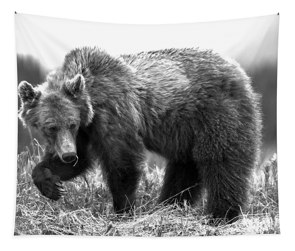 Grizzly Bear Tapestry featuring the photograph Pawing Through The Grass Black And White by Adam Jewell