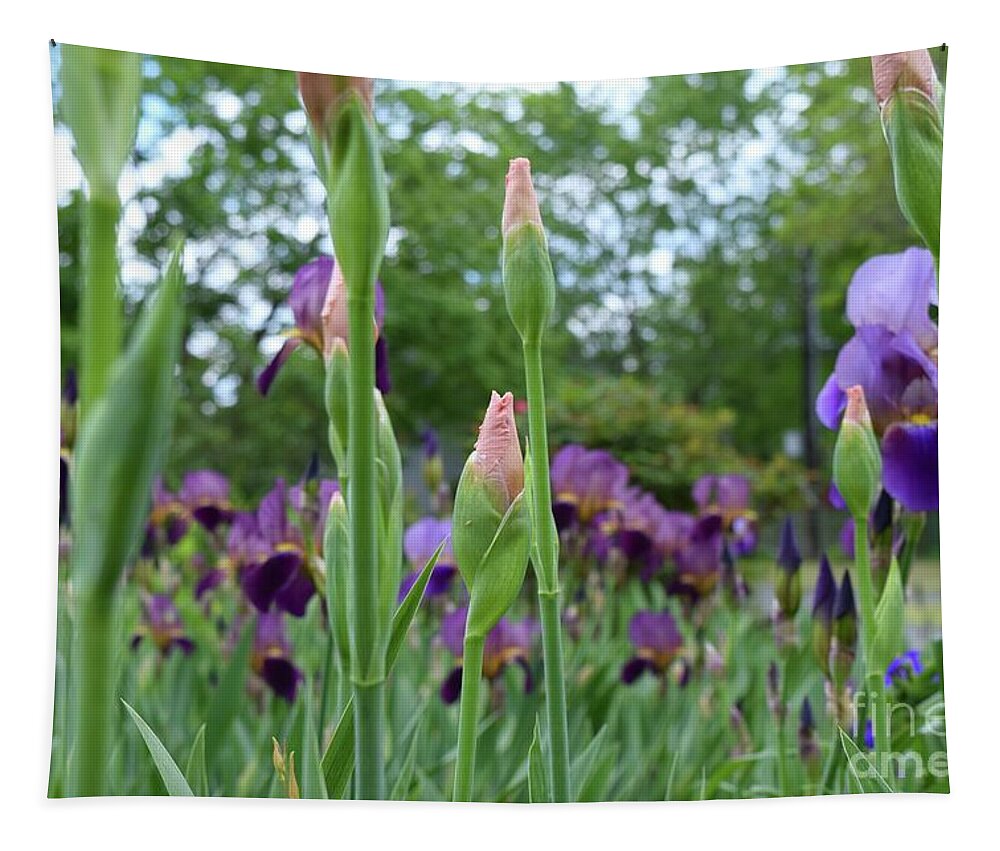 Barrieloustark Tapestry featuring the photograph Peach Burgundy and Purple Iris by Barrie Stark