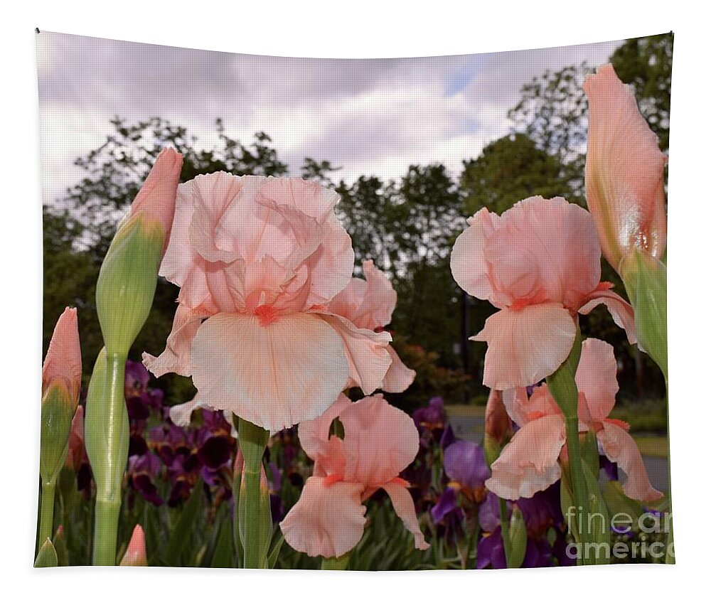 Barrieloustark Tapestry featuring the photograph Peach Iris by Barrie Stark