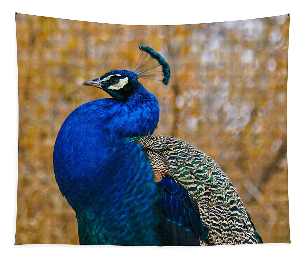 Peacock Tapestry featuring the photograph Peacock Pose by Mindy Musick King