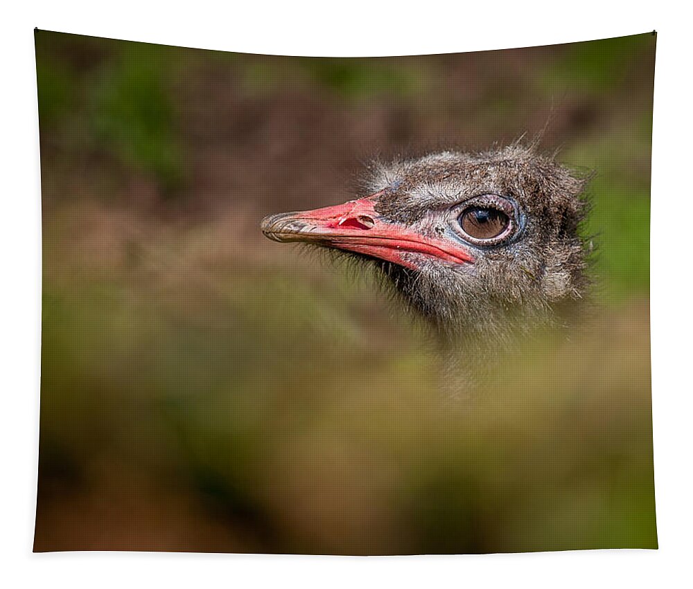 Ostrich Tapestry featuring the photograph Peek-a-Boo Ostrich by Nigel R Bell