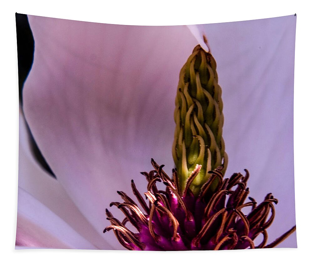 Magnolia Tapestry featuring the photograph Peek a Boo by Stewart Helberg