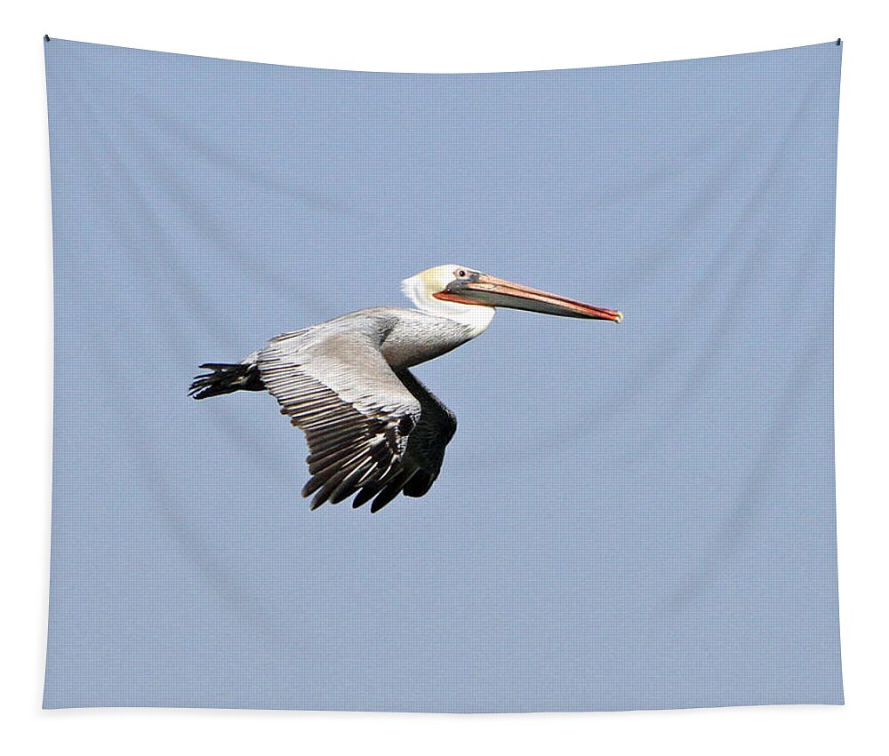 Pelican Tapestry featuring the photograph Pelican on the Wing by Shoal Hollingsworth