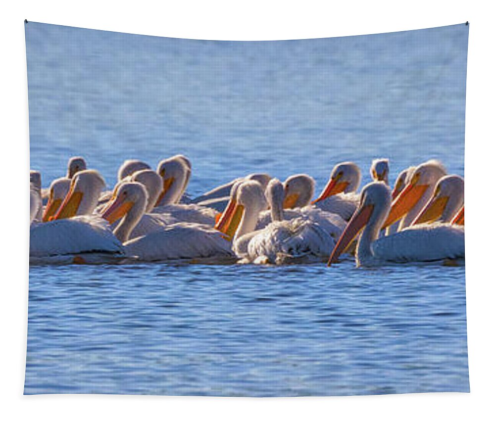 A Passel Of Pelicans.pelicans Tapestry featuring the photograph Pelican Panorama by Mitch Shindelbower