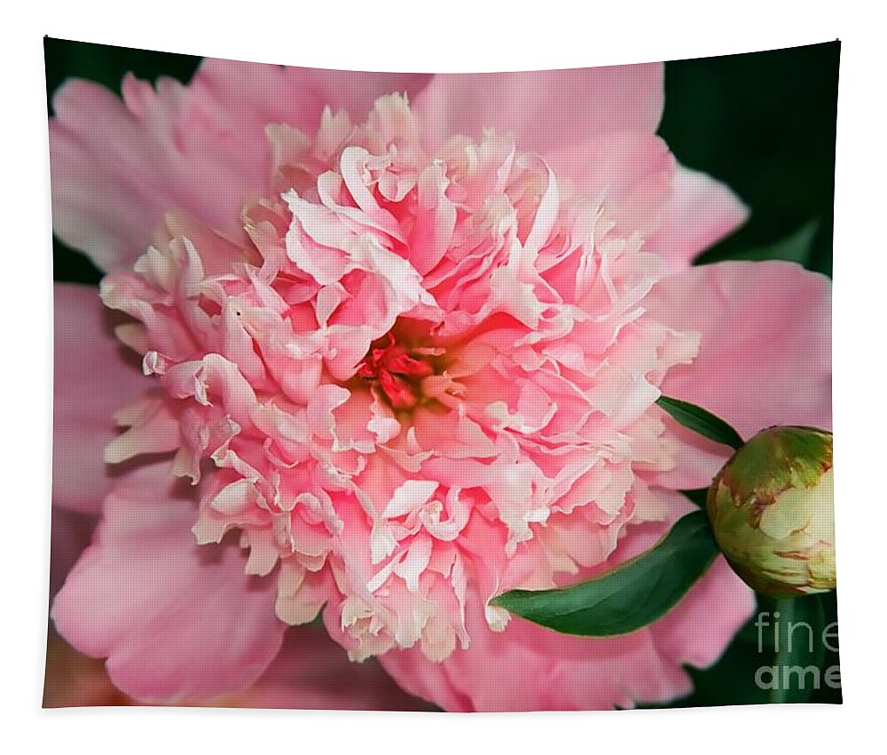 Flowers Tapestry featuring the photograph Peony and Bud by Kathy McClure