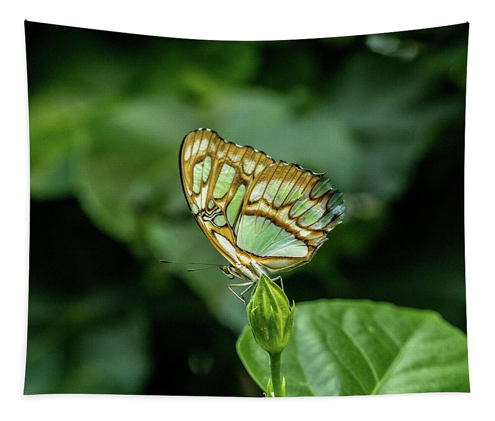 Perched Green Tropical Butterfly Tapestry