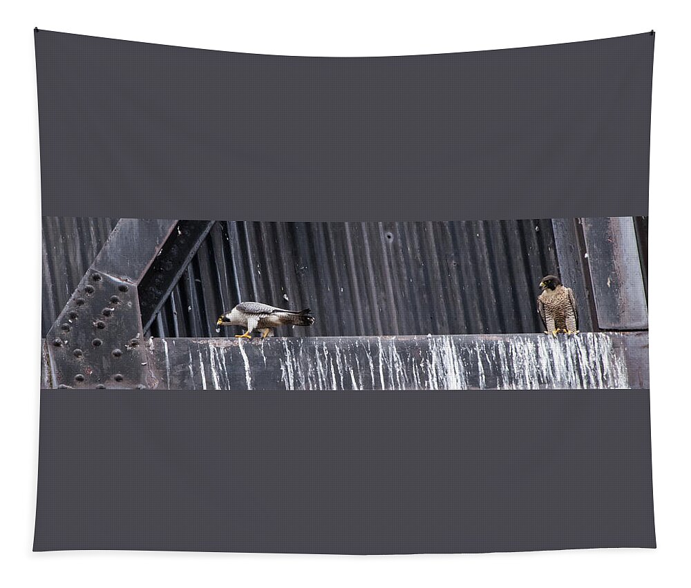 Peregrine Tapestry featuring the photograph Peregrine Squabble by Jennifer Ancker