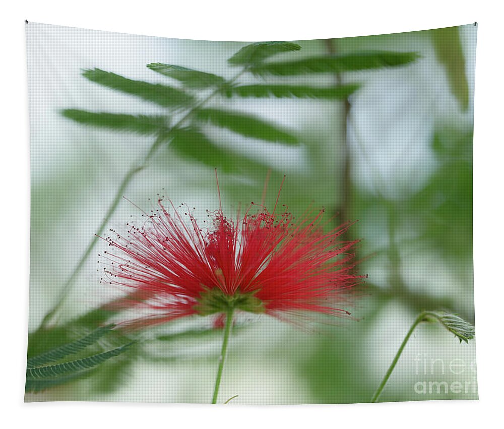 Albizia Julibrissin Tapestry featuring the photograph Persian Silk Tree Flower by Eva Lechner