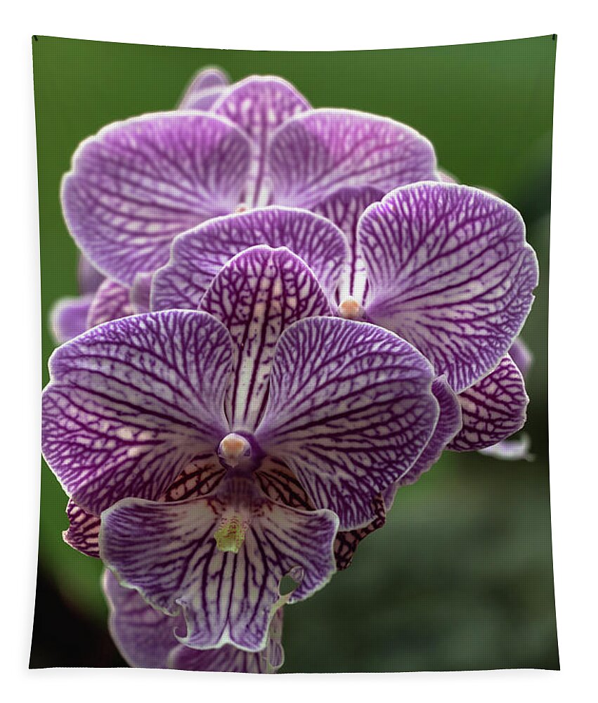 Phalaenopsis Tapestry featuring the photograph Phalaenopsis Orchid by Cristina Stefan