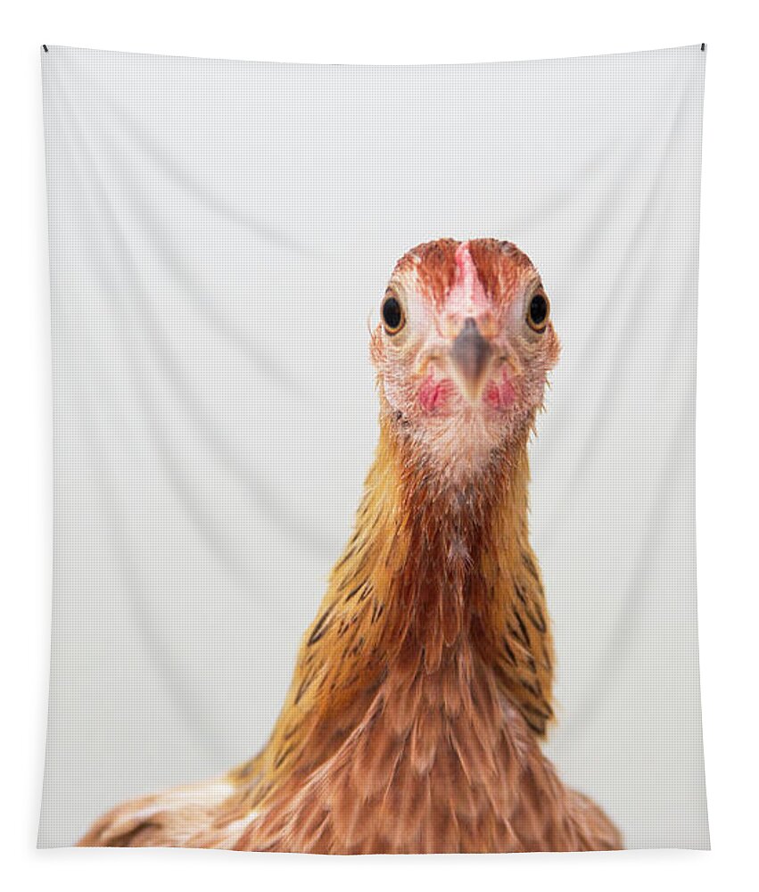 Chickens Tapestry featuring the photograph Phoenix Chicken by Jeannette Hunt