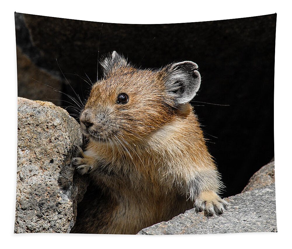 Animal Tapestry featuring the photograph Pika Looking out from its Burrow by Jeff Goulden